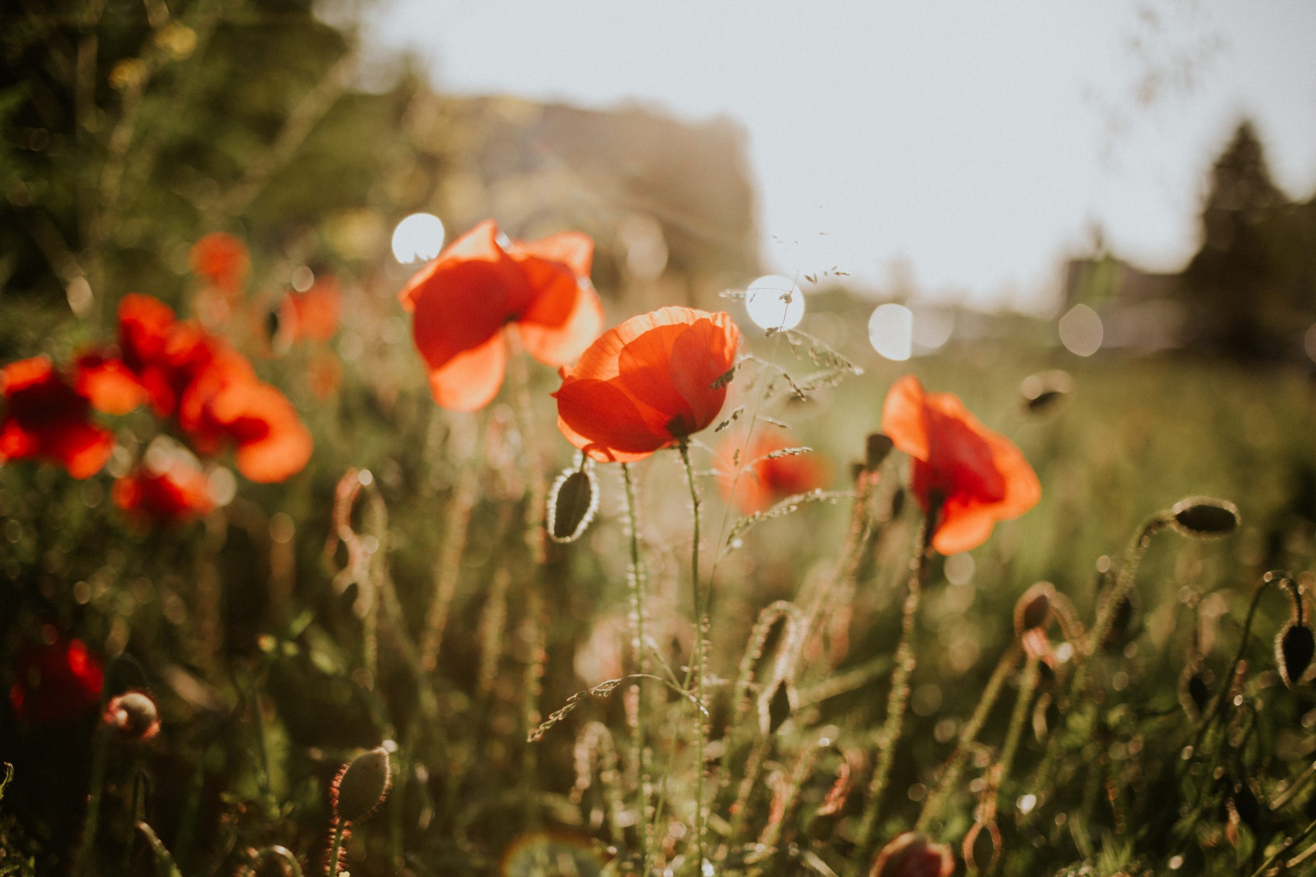 flowers